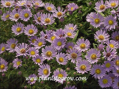 Aster Woods Light Blue